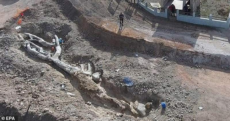 Fossilized Tree Unearthed in Greece