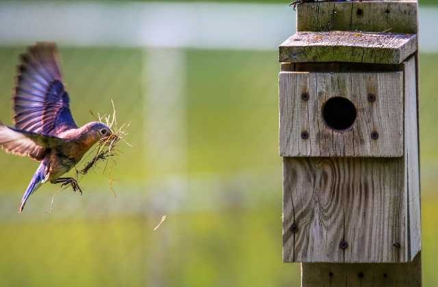 How to make a birdhouse