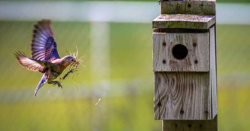 How to make a birdhouse