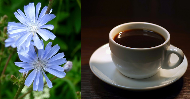 Cup of Chicory Coffee | What is Chicory Coffee