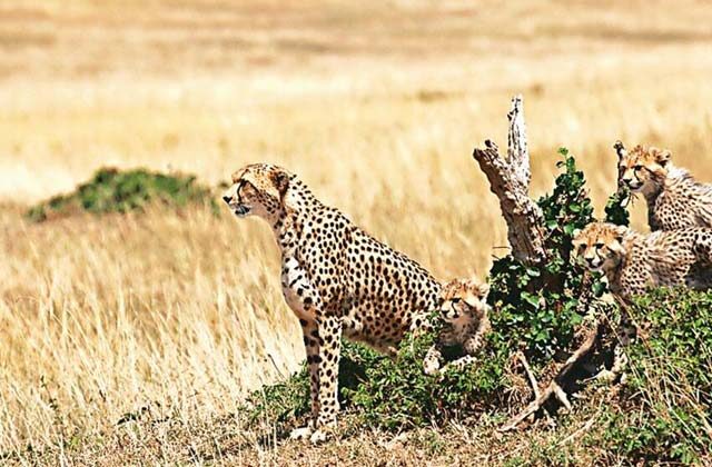African Cheetahs Moving To India