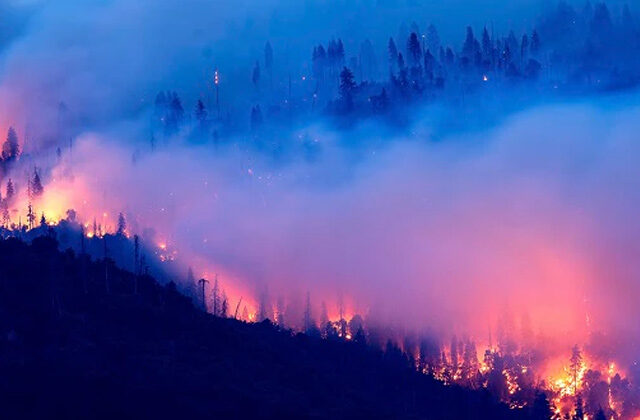 Bandhav Garh Forest Fire