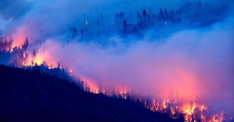 Bandhav Garh Forest Fire