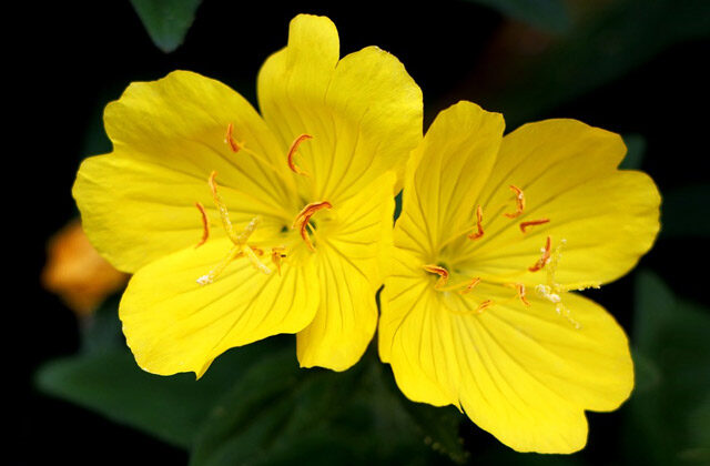 Evening Primrose Flower | Benefits of Evening Primrose Oil