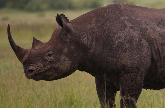 African Black Rhino | Black Rhino Wildlife Bond