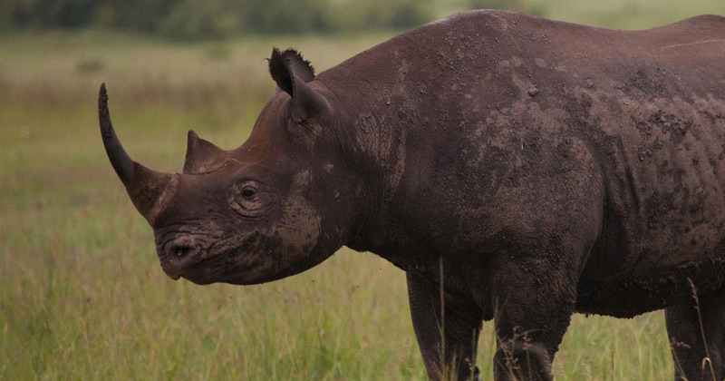African Black Rhino | Black Rhino Wildlife Bond