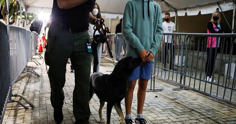 Covid 19 Sniffer Dogs Switzerland