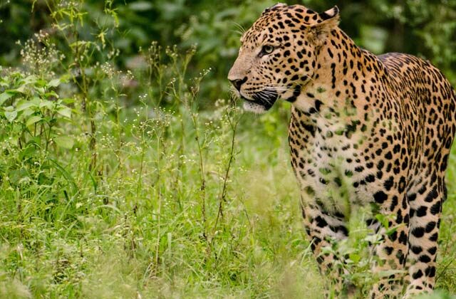 Leopard | Asola Wildlife Sanctuary To Conduct Census