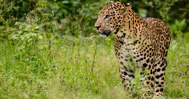 Leopard | Asola Wildlife Sanctuary To Conduct Census