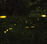Fireflies Glowing At Night | How And Why Do Fireflies Glow At Night