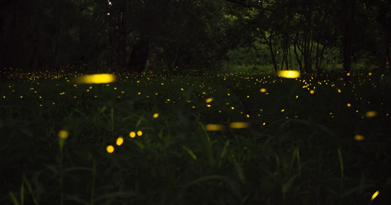 Fireflies Glowing At Night | How And Why Do Fireflies Glow At Night
