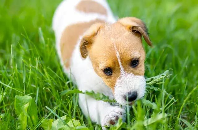 why do dogs eat grass