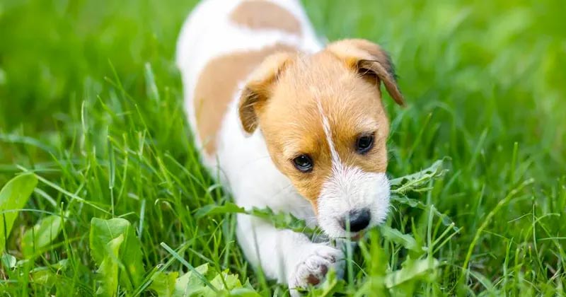 why do dogs eat grass