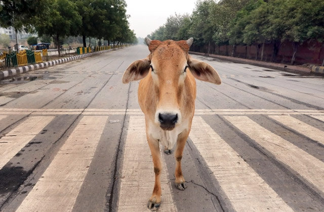 3 Individuals Nabbed In Delhi For Slaughtering Cows