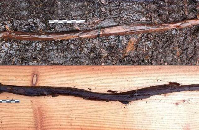 Ancient Carved Snake Found in Switzerland