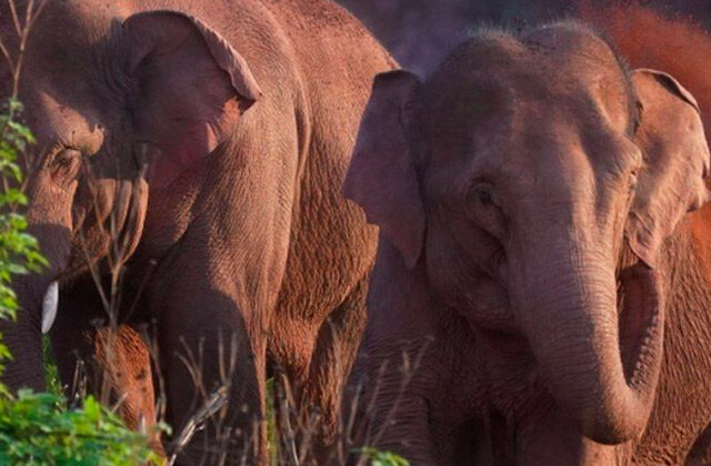 Elephants Travel 400Km Across China