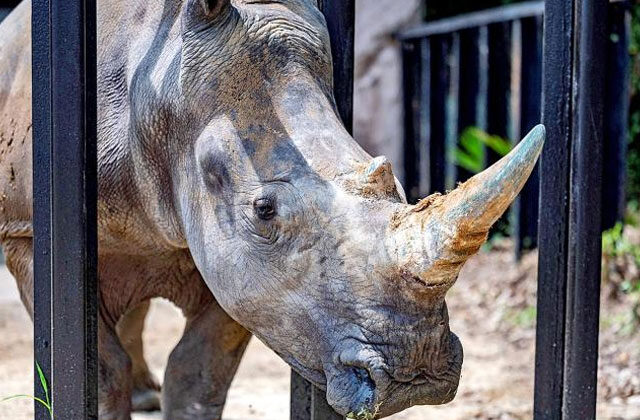 Emma the White Rhino