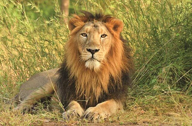 Gujarat Asiatic lions population
