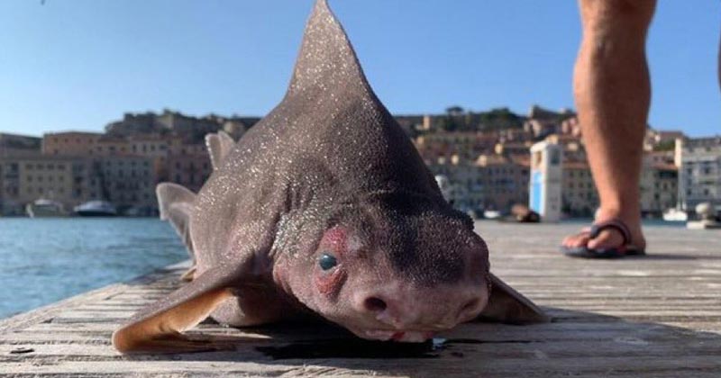 pig faced shark italy