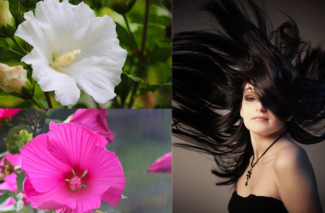 Benefits of hibiscus oil