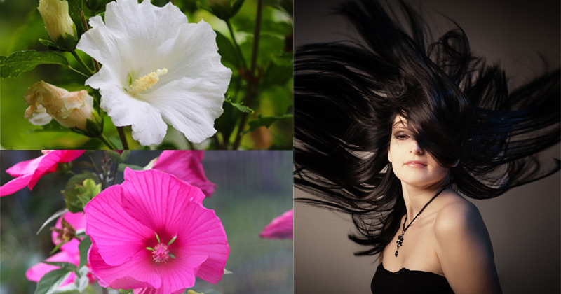 Benefits of hibiscus oil