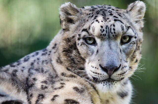 Nebraska Zoo leopards dead due to COVID 19