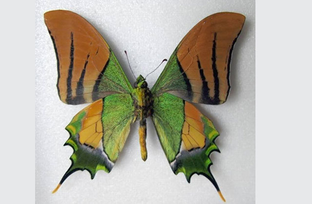 What Is The Kaiser-i-Hind