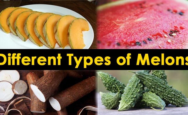types of melon differnet types of melon, melon nutrition facts, varieties of melon, types of melon fruit
