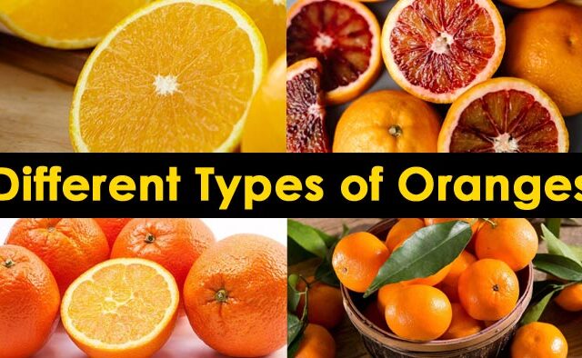 types of oranges - types of oranges different types of oranges, types of oranges fruit, types of oranges color