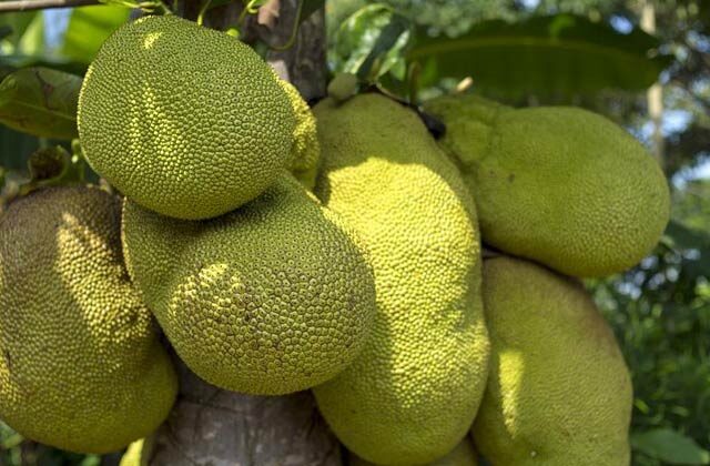 benefits of jackfruit | Health Benefits of Jackfruit, | nutritional benefits of jackfruit