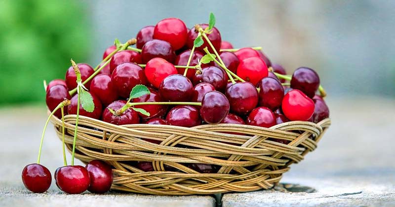 benefits of eating cherries