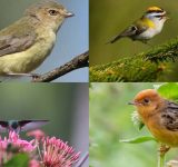 Smallest Bird In The World