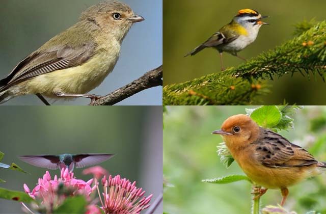 Smallest Bird In The World