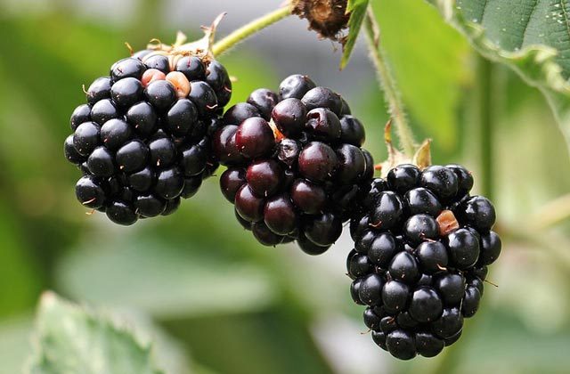 health benefits of blackberry