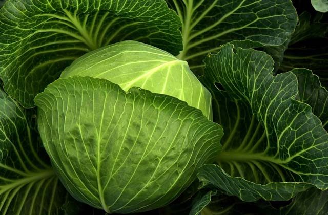 health benefits of Cabbage