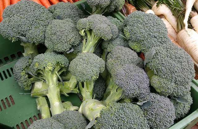 dry broccoli health benefits