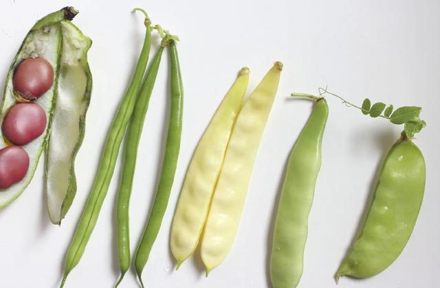 types of beans
