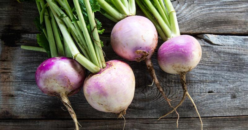 Benefits of Turnip