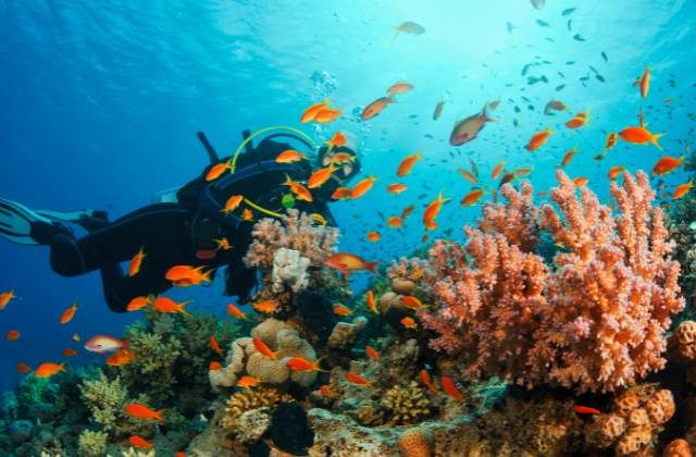 Top 7 Underwater Adventures Around the Globe