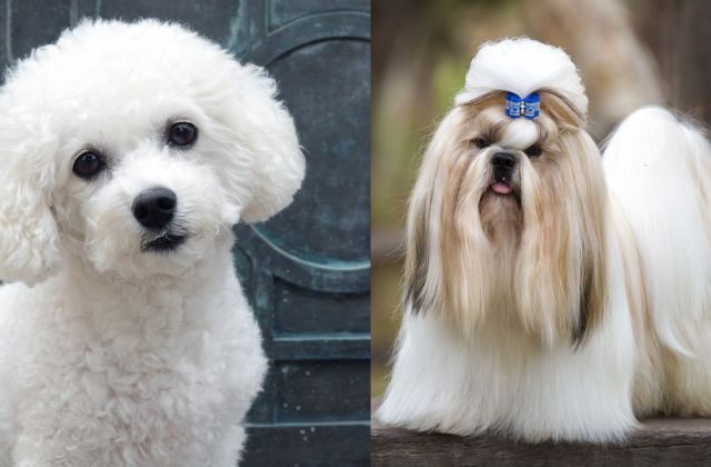 Best Dog Breeds In India