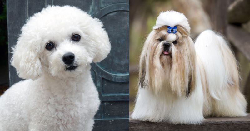 Best Dog Breeds In India