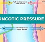 Define Osmotic Pressure: The Invisible Force Decoded