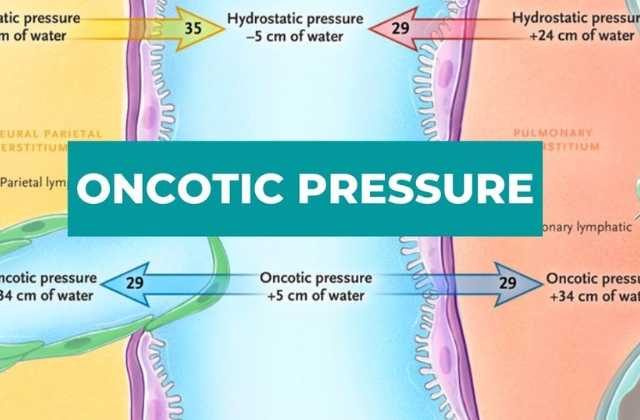 Define Osmotic Pressure: The Invisible Force Decoded