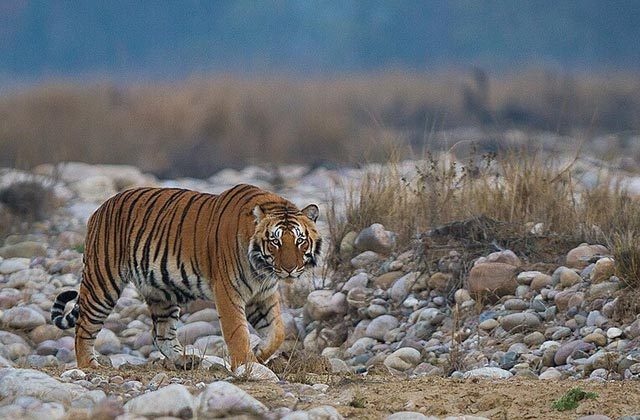 Jim Corbett National Park Bengal Tiger