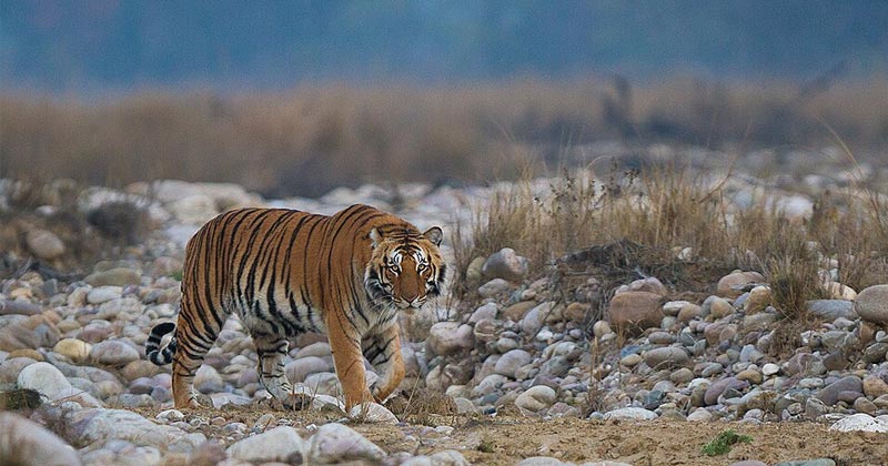 Jim Corbett National Park Bengal Tiger