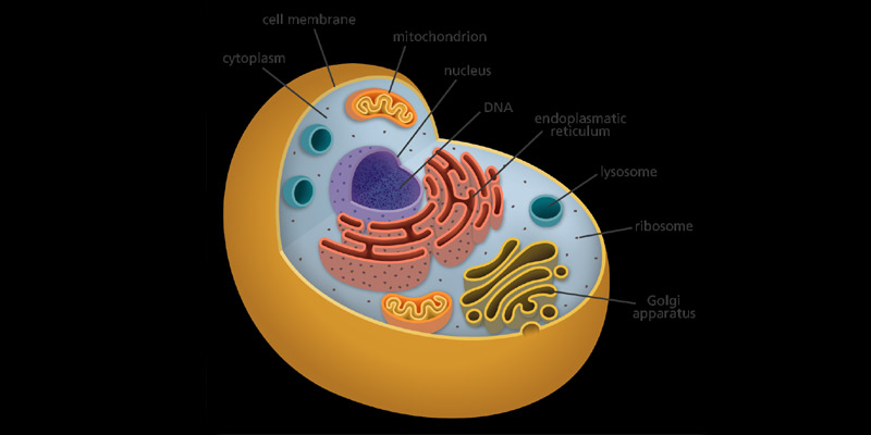 How Does a Body Cell Know Its Function? How Do Cells Differentiate?
